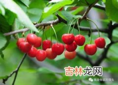 野樱桃可以吃吗,樱花果实能吃吗