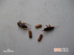 蟑螂卵怎么消灭比较彻底,蟑螂卵怎么彻底清除