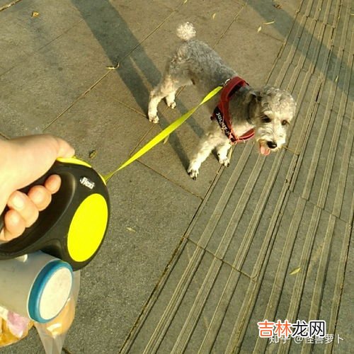 狗屎算什么垃圾,草地上的狗屎会慢慢分解么