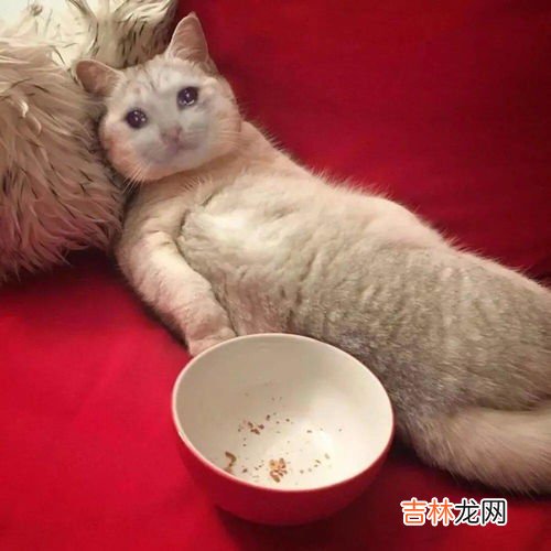 狗屎算什么垃圾,草地上的狗屎会慢慢分解么