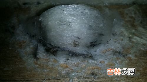 燕窝很小的毛挑不干净怎么弄,燕窝的毛怎样才能搞干净 如何挑燕窝里面的毛