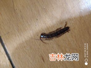 蜈蚣为什么会出现在家里,为什么家里会有蜈蚣