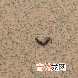 蜈蚣为什么会出现在家里,为什么家里会有蜈蚣