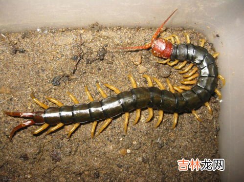 蜈蚣为什么会出现在家里,为什么家里会有蜈蚣