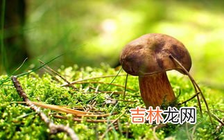 菌类的营养价值及功效是什么,蘑菇的营养价值与功效