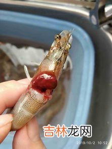 虾头红了是不是不新鲜,虾变红了还能吃吗？为什么会变红？