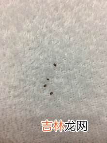 西瓜虫是害虫吗,西瓜虫是益虫还是害虫