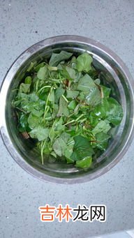 荆芥拌凉粉做法步骤,凉拌荆芥需要焯水吗