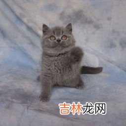 蓝猫和英短的区别有什么,英短和蓝猫的区别