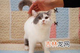 蓝猫和英短的区别有什么,英短和蓝猫的区别