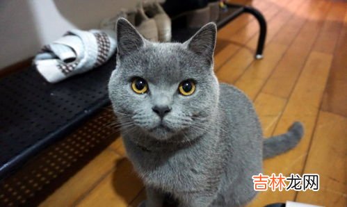 蓝猫和英短的区别有什么,英短和蓝猫的区别