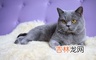 蓝猫和英短的区别有什么,英短和蓝猫的区别