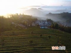 普洱茶产地,普洱茶原产地是哪里 普洱茶原产地是什么地方