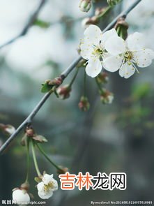 梨花是什么颜色,梨花有什么颜色