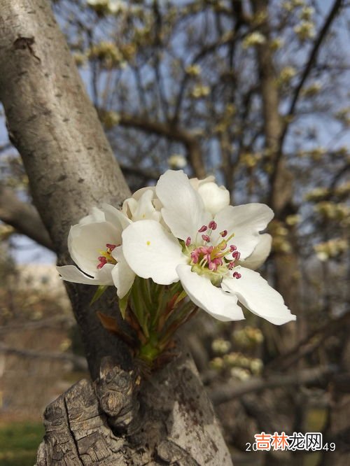 梨花是什么颜色,梨花有什么颜色