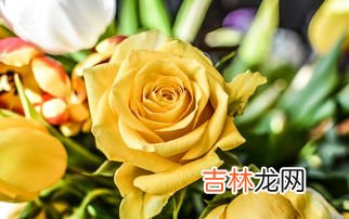 金色玫瑰的花语是,金玫瑰的花语：珍重祝福、嫉妒失恋