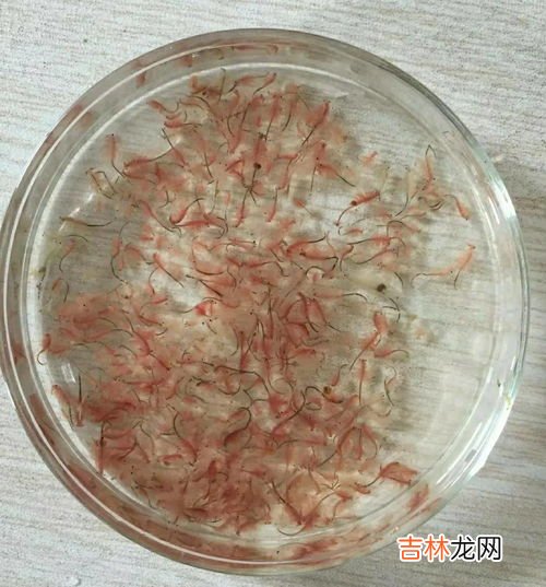 鱼元子可以冷冻吗,鱼元子的存放?