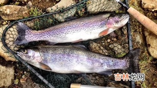 鱼元子可以冷冻吗,鱼元子的存放?