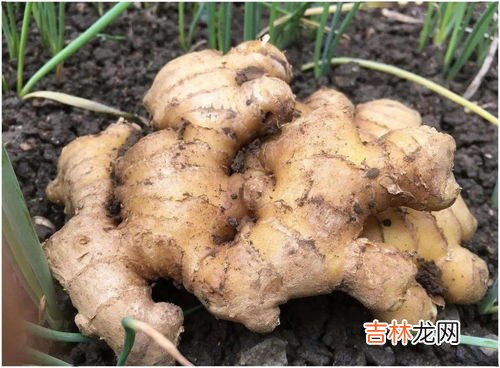 生姜长在地上还是地下,姜生长在哪里 姜生长在什么地方
