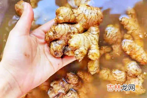 生姜长在地上还是地下,姜生长在哪里 姜生长在什么地方