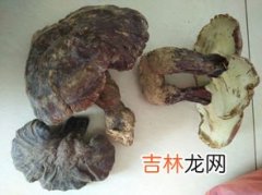 灵芝苦吗,种植灵芝煮水有苦味，野生灵芝没苦味是这样吗？