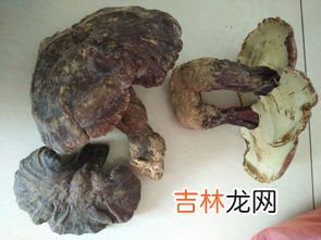 灵芝苦吗,种植灵芝煮水有苦味,野生灵芝没苦味是这样吗?