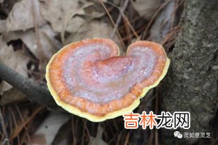 灵芝苦吗,种植灵芝煮水有苦味,野生灵芝没苦味是这样吗?