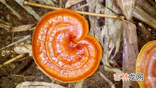 灵芝苦吗,种植灵芝煮水有苦味,野生灵芝没苦味是这样吗?