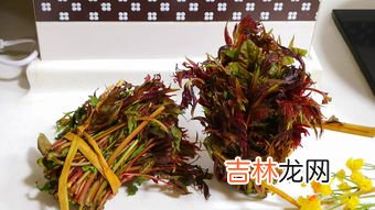 新鲜的香椿芽怎么吃,香椿芽吃法