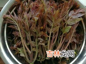 新鲜的香椿芽怎么吃,香椿芽吃法