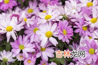 菊花的形状色彩香味是什么,描写菊花颜色、姿态、形状、香味、种类、作用、品&#416;