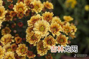 菊花的形状色彩香味是什么,描写菊花颜色、姿态、形状、香味、种类、作用、品&#416;