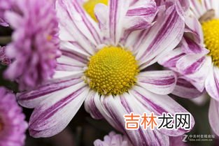 菊花的形状色彩香味是什么,描写菊花颜色、姿态、形状、香味、种类、作用、品&#416;