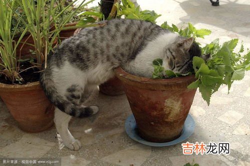 猫薄荷是什么东西,猫薄荷是什么东西啊?