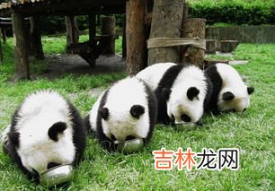 大熊猫的形态特征是什么,熊猫的外形特征有哪些?