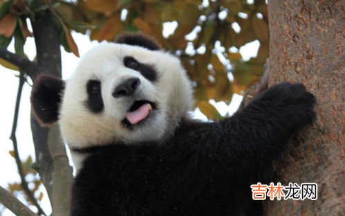 大熊猫的形态特征是什么,熊猫的外形特征有哪些?