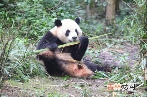 大熊猫的形态特征是什么,熊猫的外形特征有哪些?