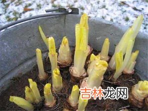 菊苣是什么东西,菊苣与鲁梅克斯那个好？