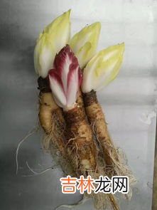 菊苣是什么东西,菊苣与鲁梅克斯那个好？