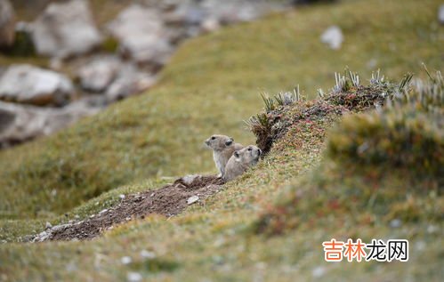 黄鼠狼是国家几级保护动物,黄鼠狼是几级保护动物?