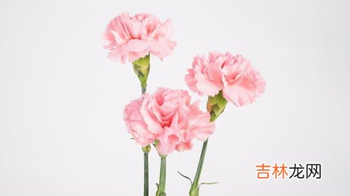 康乃馨能吃吗,康乃馨可以吃吗