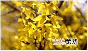 金银花冲泡方法,金银花泡水的正确方法 金银花搭配什么泡水喝好