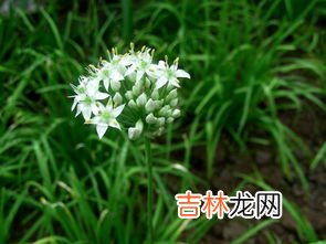 韭菜花的功效与作用,韭菜花的功效 韭菜花怎么吃好