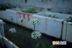 韭菜花的功效与作用,韭菜花的功效 韭菜花怎么吃好