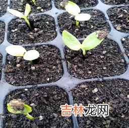 蚕卵粘在纸上怎么弄下来,死蚕卵我家买了蚕卵 它们粘在纸上 我自作主张把它们扣下来了，是不是都死了，有黄色卵皮一样东西是啥阿