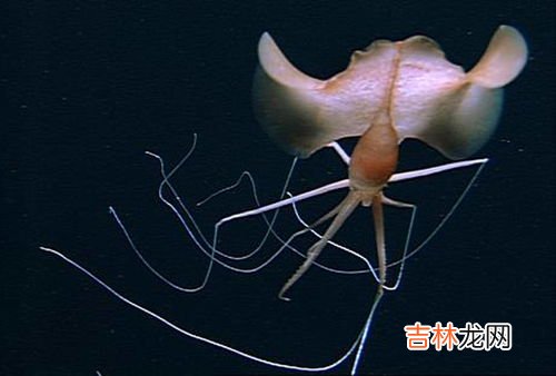 蚕卵粘在纸上怎么弄下来,死蚕卵我家买了蚕卵 它们粘在纸上 我自作主张把它们扣下来了，是不是都死了，有黄色卵皮一样东西是啥阿