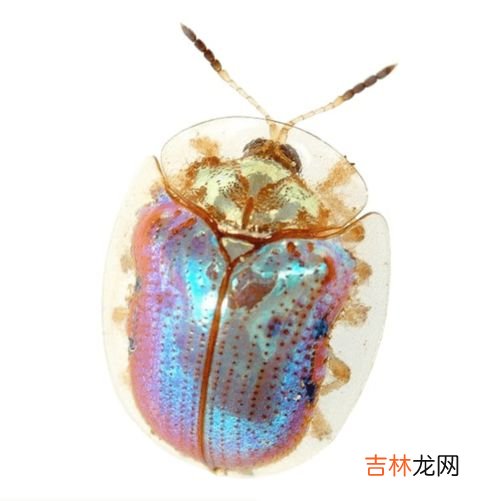 蚕卵粘在纸上怎么弄下来,死蚕卵我家买了蚕卵 它们粘在纸上 我自作主张把它们扣下来了，是不是都死了，有黄色卵皮一样东西是啥阿