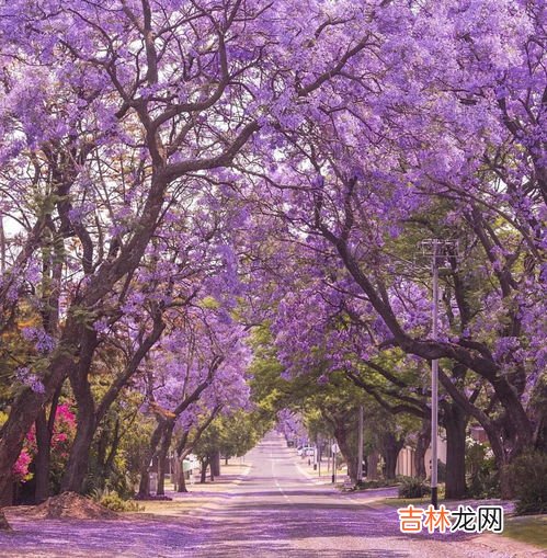 蓝花楹耐寒吗,蓝花楹耐寒吗