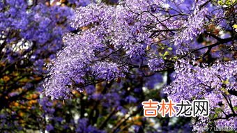 蓝花楹耐寒吗,蓝花楹耐寒吗