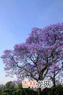 蓝花楹耐寒吗,蓝花楹耐寒吗